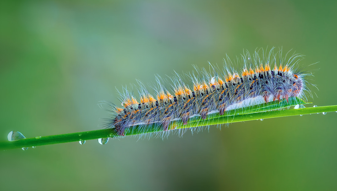 Canon EOS 60D + Tamron SP AF 90mm F2.8 Di Macro sample photo. Caterpillar photography