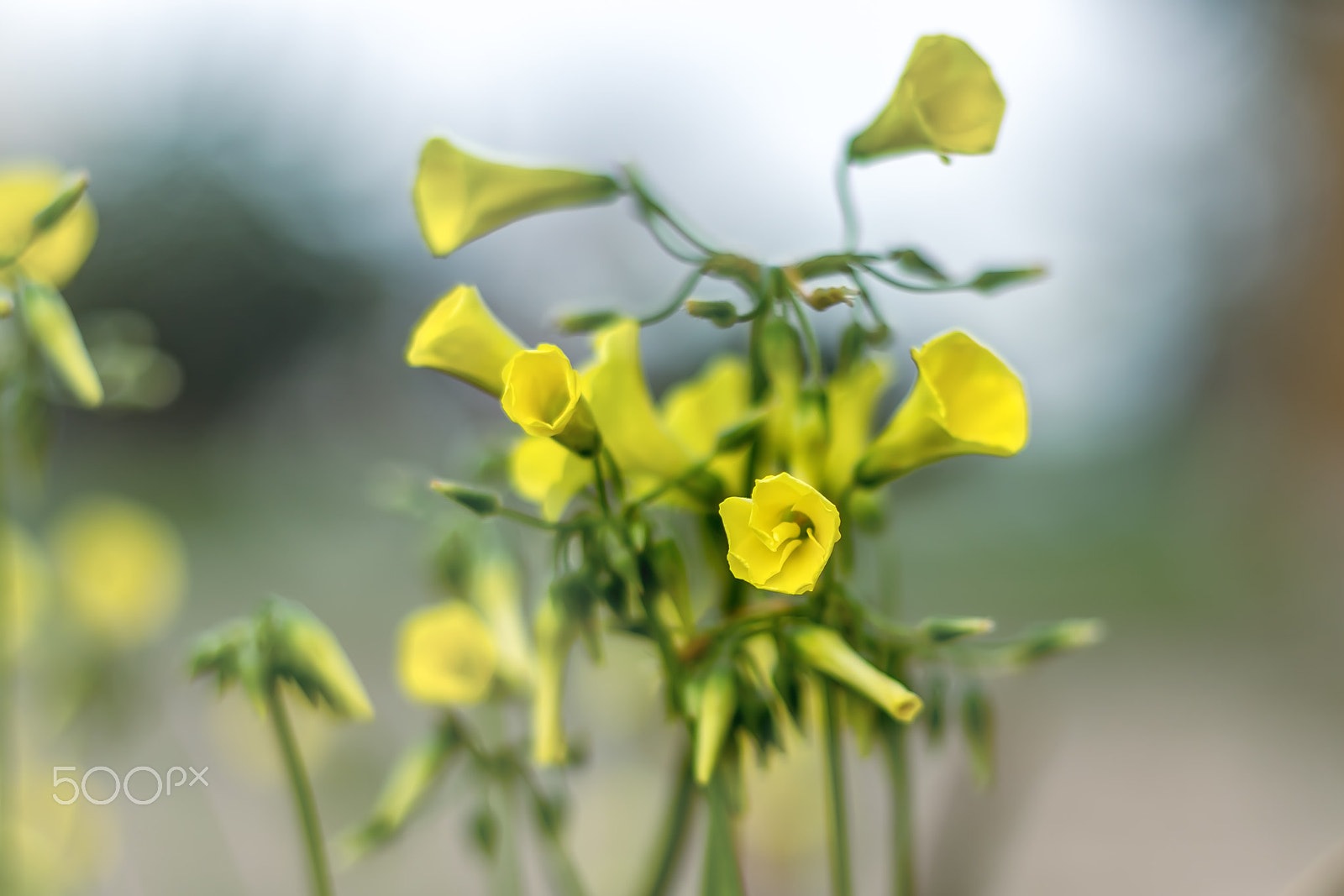 Canon EF 50mm F1.8 II sample photo. Wood sorrel flower photography