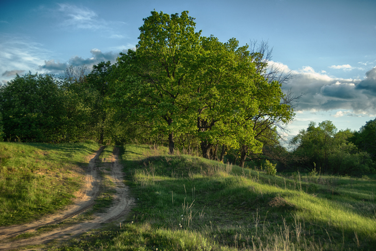 Sony a99 II + Minolta AF 28-85mm F3.5-4.5 sample photo