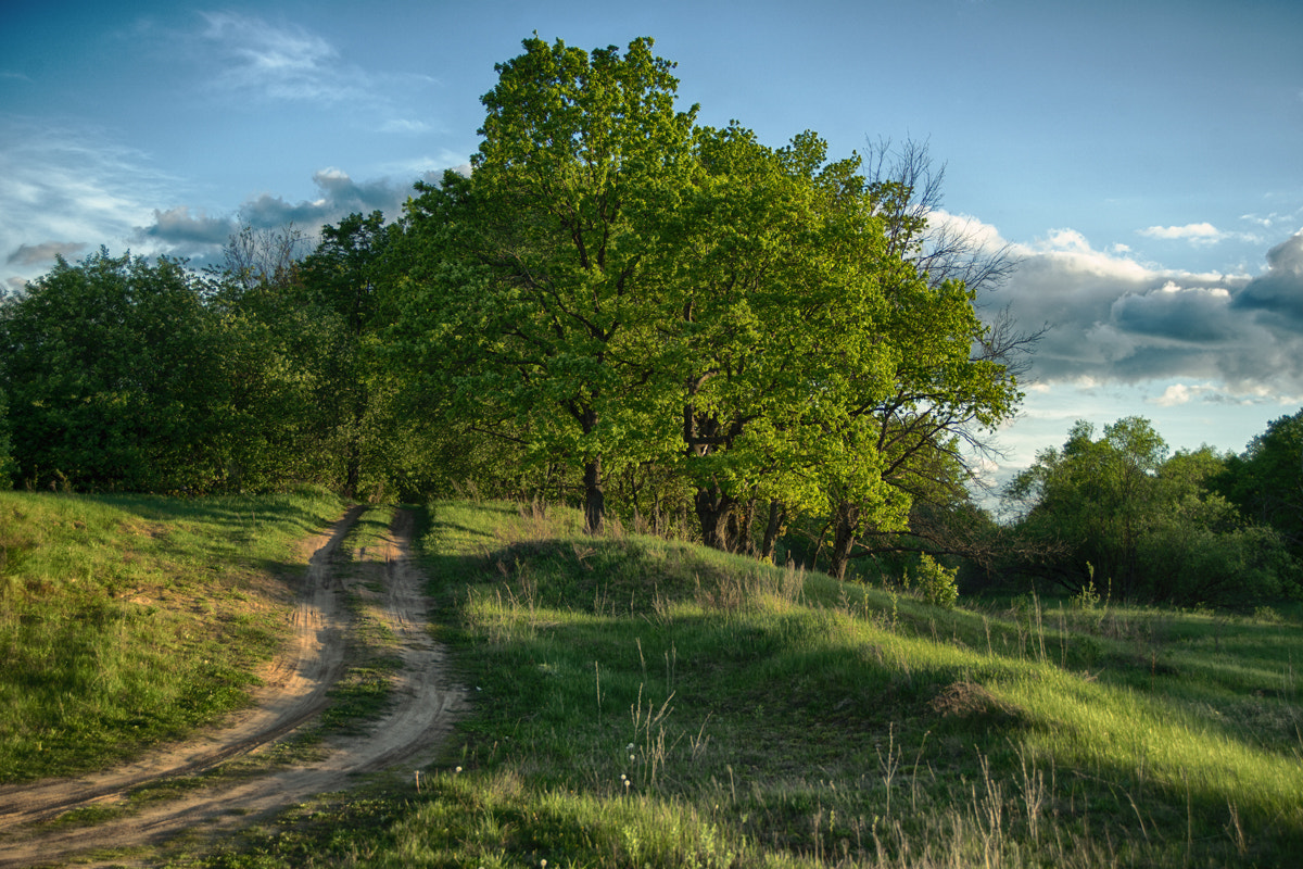 Sony a99 II sample photo