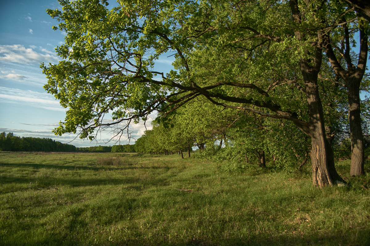 Minolta AF 28-85mm F3.5-4.5 sample photo