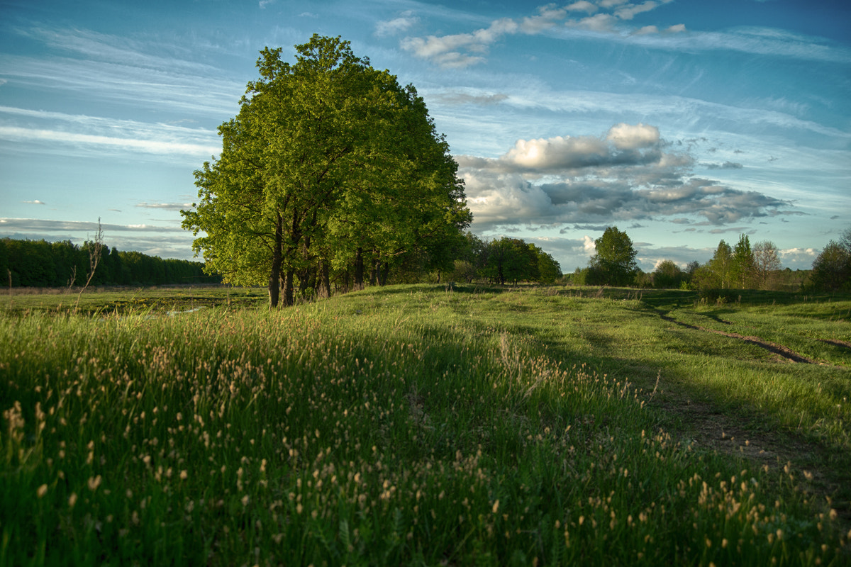 Sony a99 II sample photo