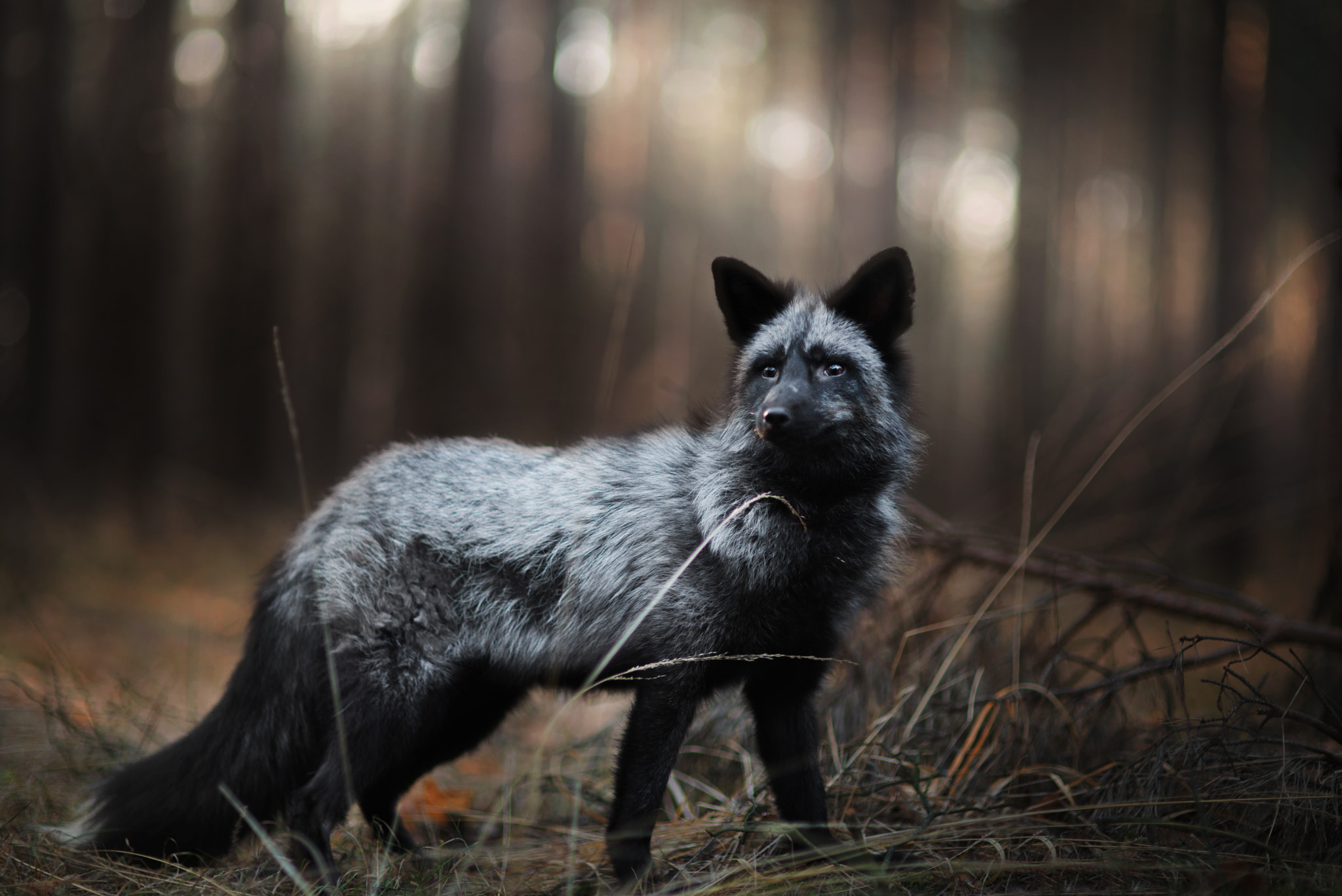 Nikon D610 sample photo. Silver fox photography