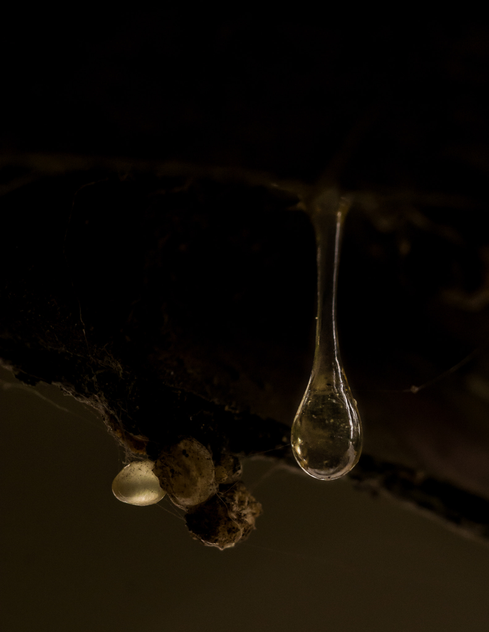 Sigma 150mm F2.8 EX DG Macro HSM sample photo. Drop of rosin photography