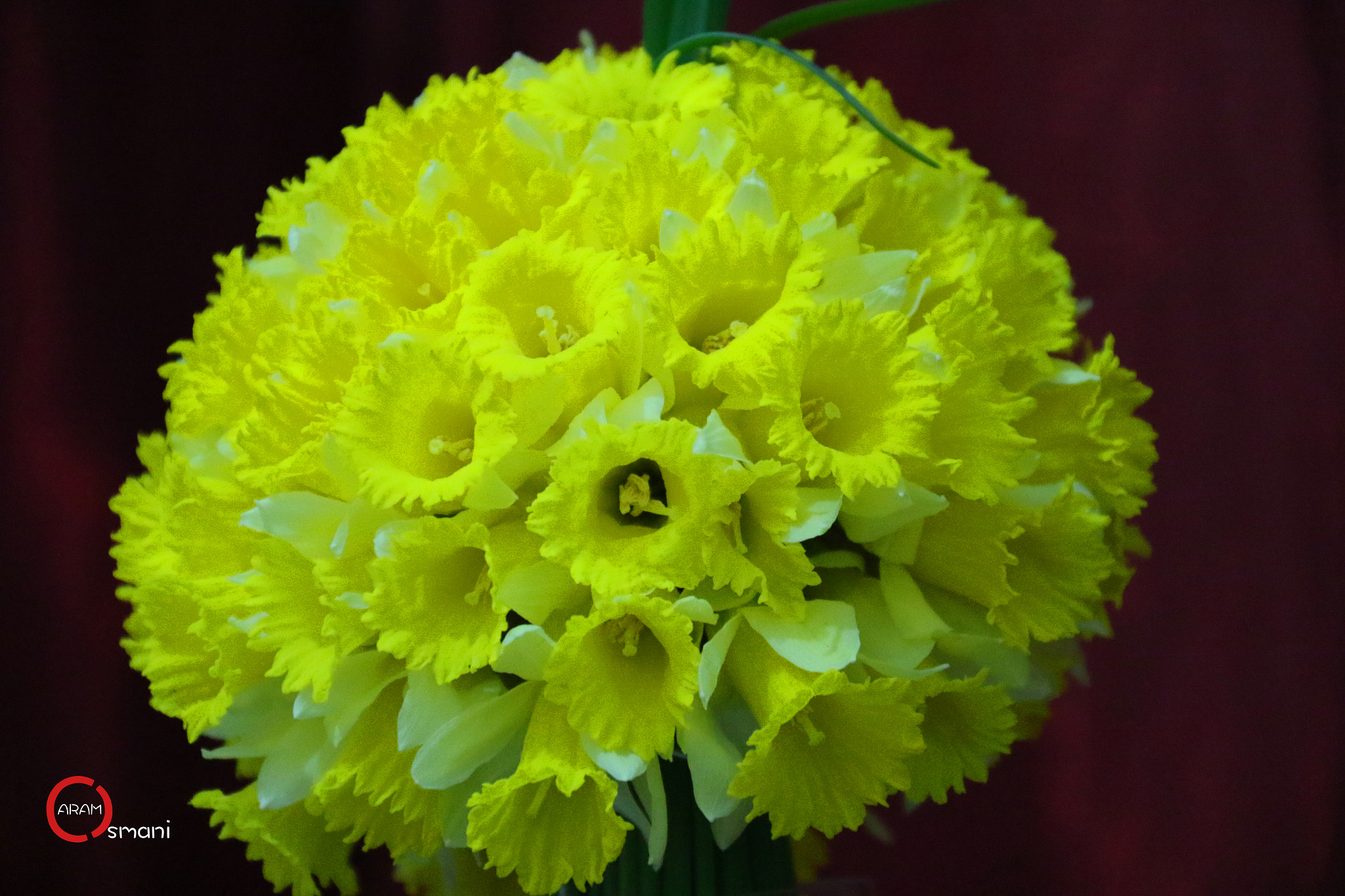 Canon EF-S 18-200mm F3.5-5.6 IS sample photo. The flower that i bought today for my love photography