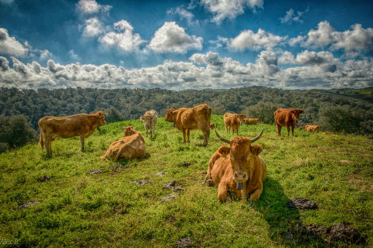 Nikon D300 sample photo. Cows photography