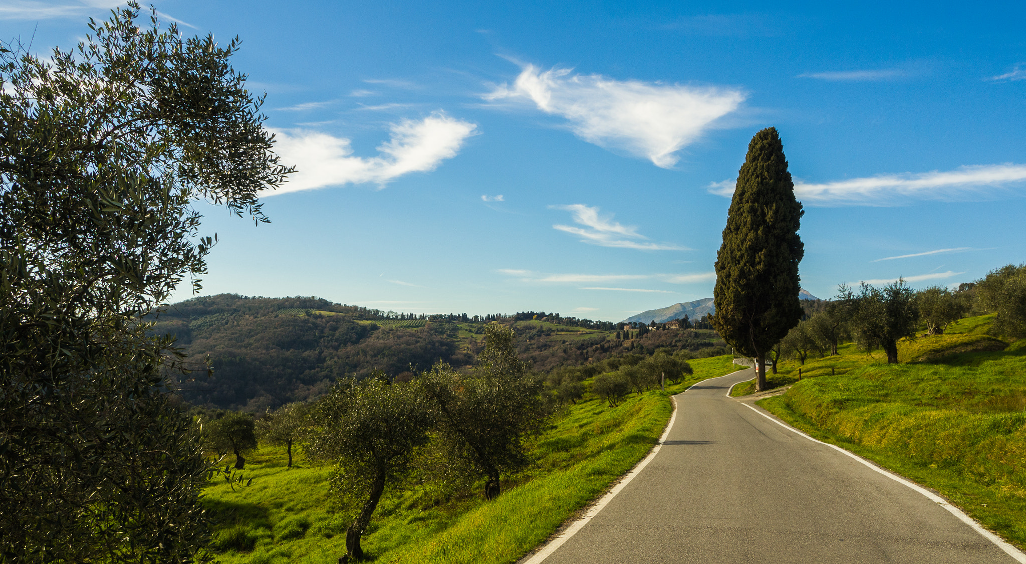 OLYMPUS M.12mm F2.0 sample photo. Cypress and olive trees photography