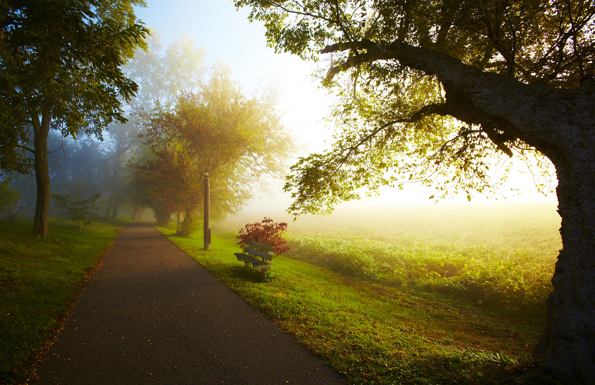 Canon EF 16-35mm F2.8L USM sample photo. Morning pathway photography