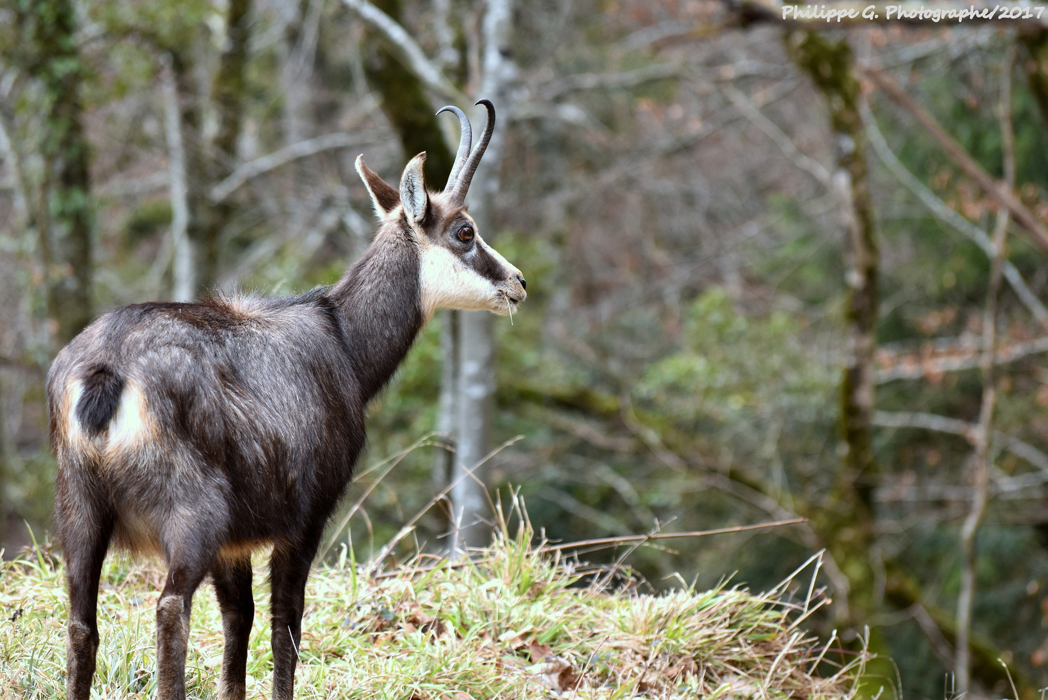 Nikon D5500 sample photo. Chamois surprise photography