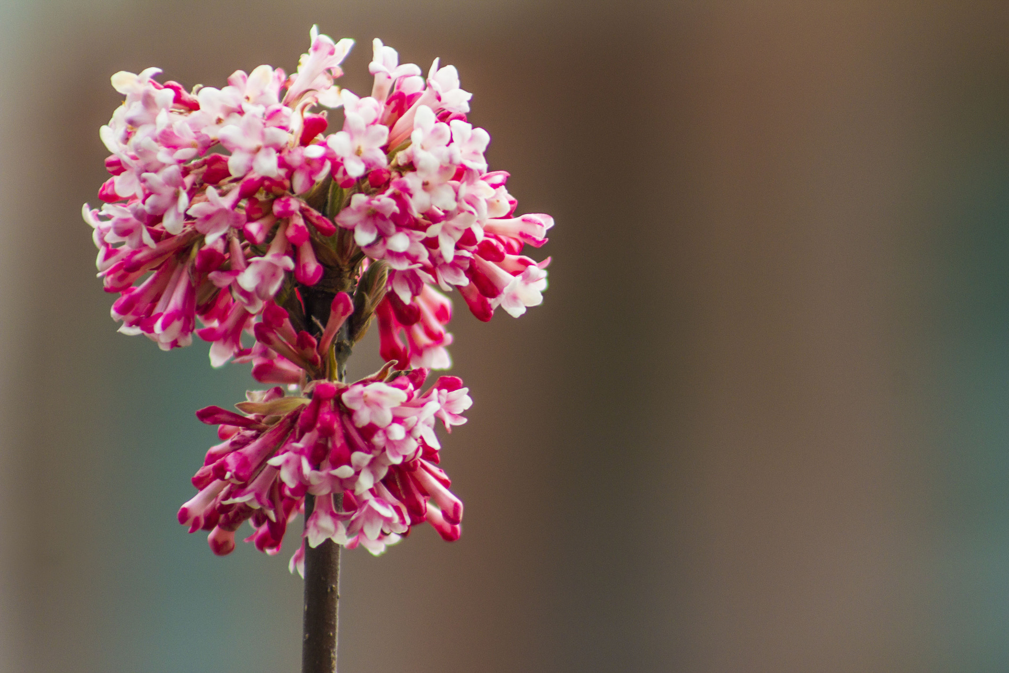 Canon EF 75-300mm f/4-5.6 USM sample photo. Bloom. photography