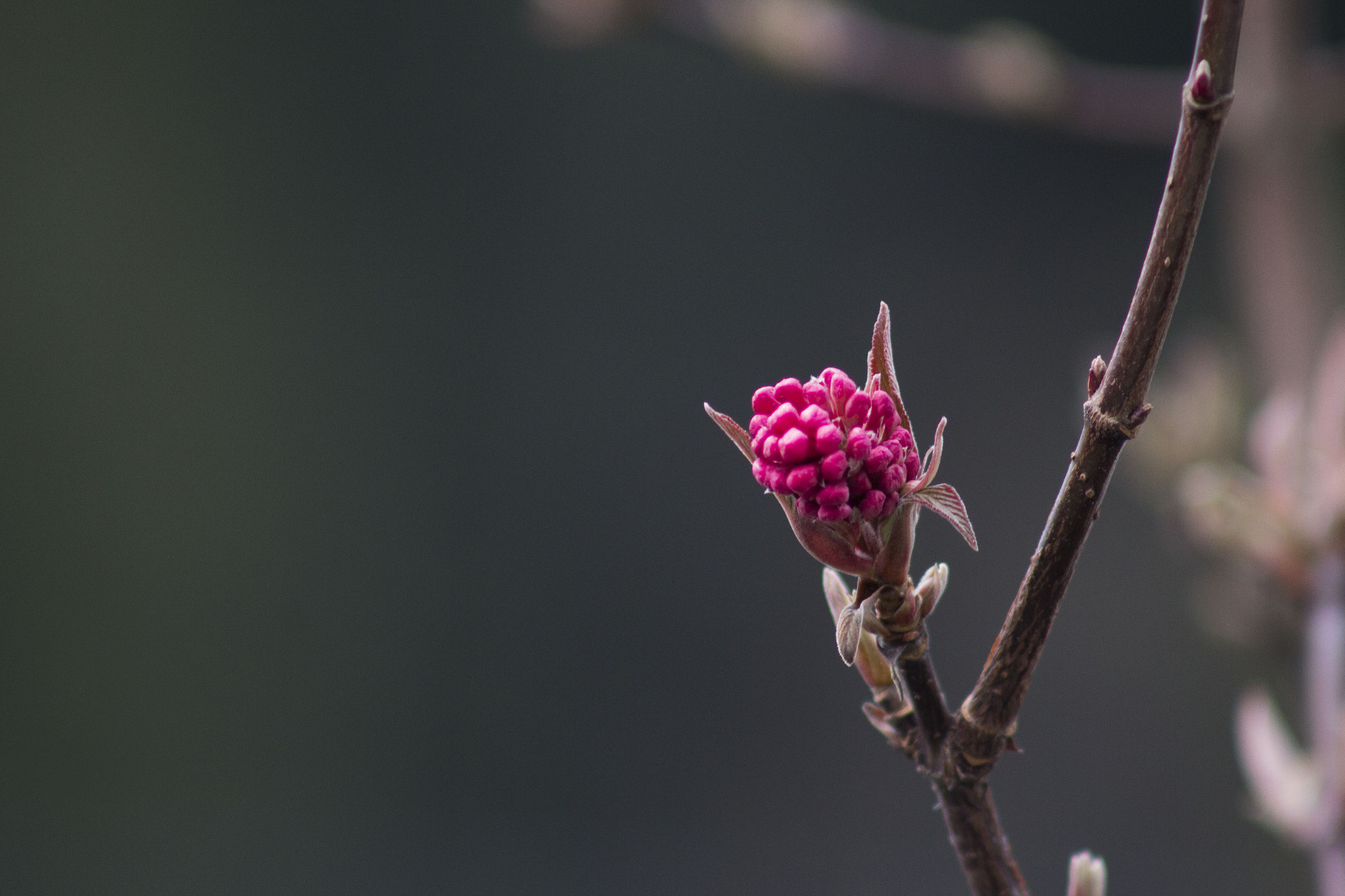 Canon EF 75-300mm f/4-5.6 USM sample photo. Last one standing. photography