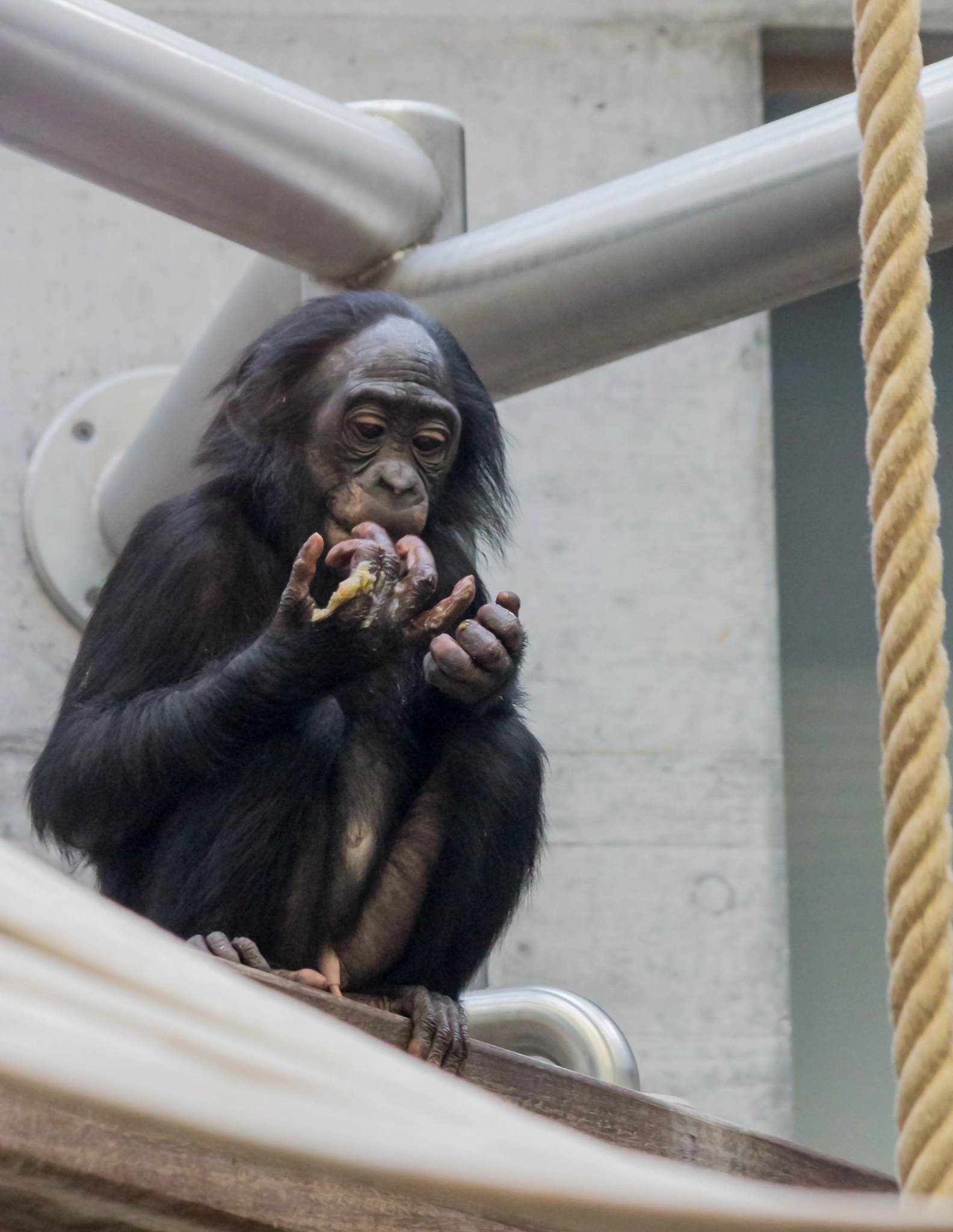 Canon EF 70-300mm F4-5.6 IS USM sample photo. Bonobo (pan paniscus) photography