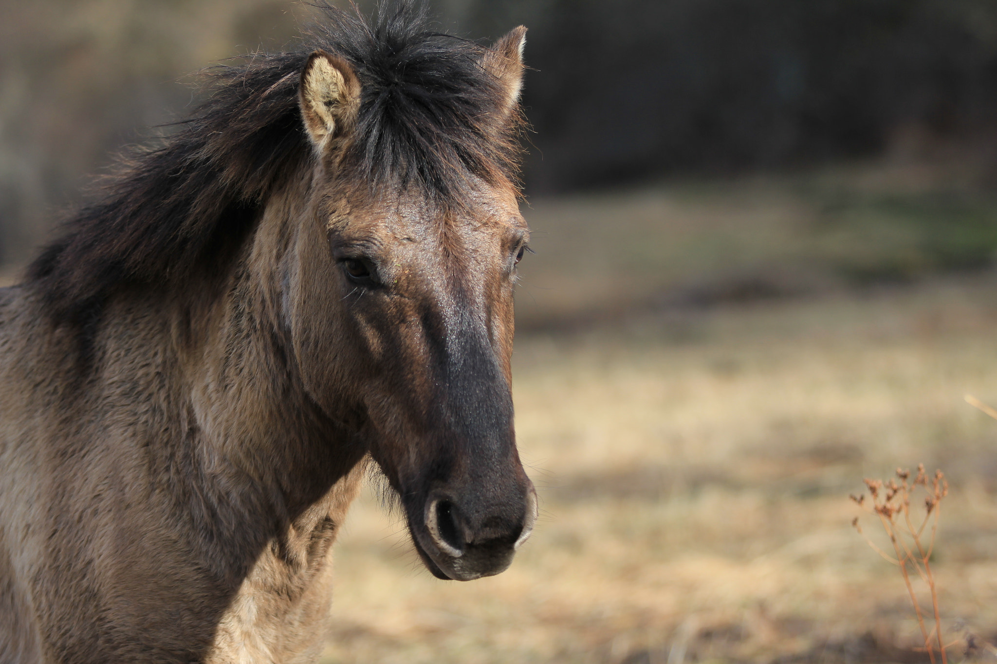 Canon EF 70-200mm F2.8L IS II USM sample photo. Tarpan photography