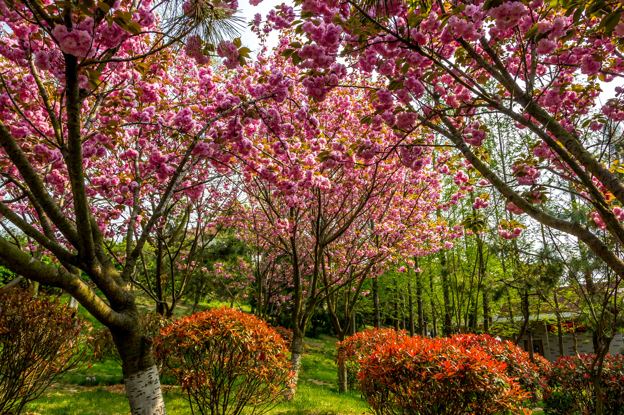 Canon EOS 550D (EOS Rebel T2i / EOS Kiss X4) sample photo. Cherry blossom, qingdao photography