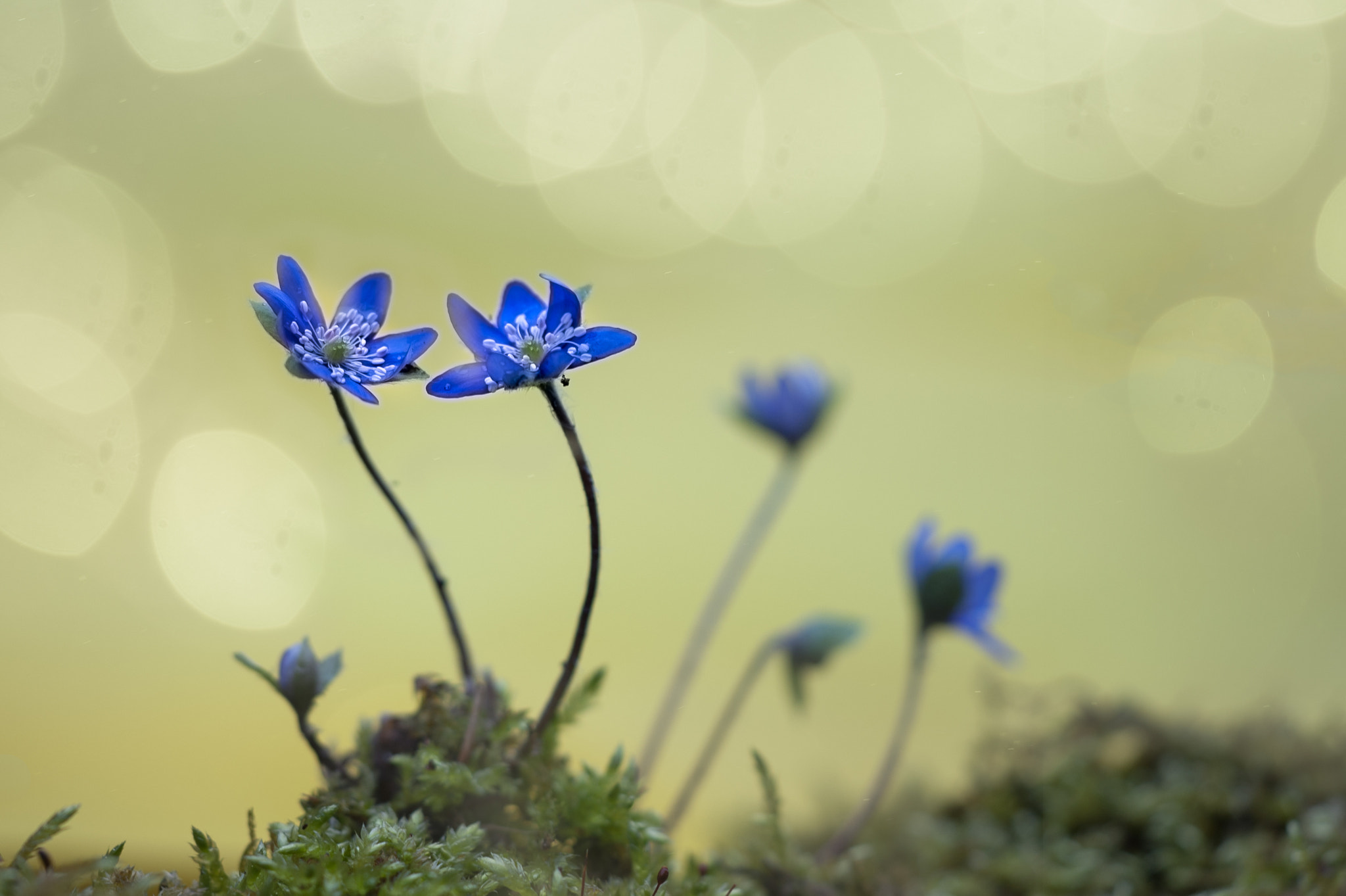 Sigma 150mm F2.8 EX DG Macro HSM sample photo. Hepatica. photography