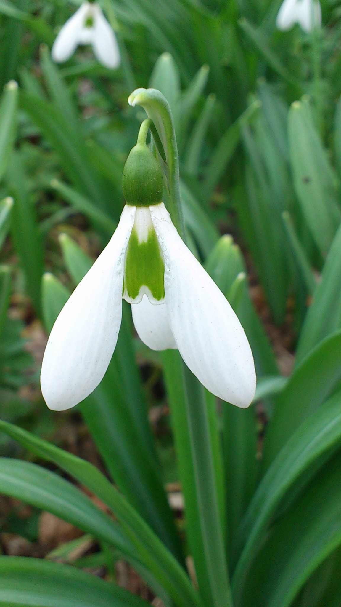 Sony Ericsson Xperia ray sample photo. Spring's forerunner photography