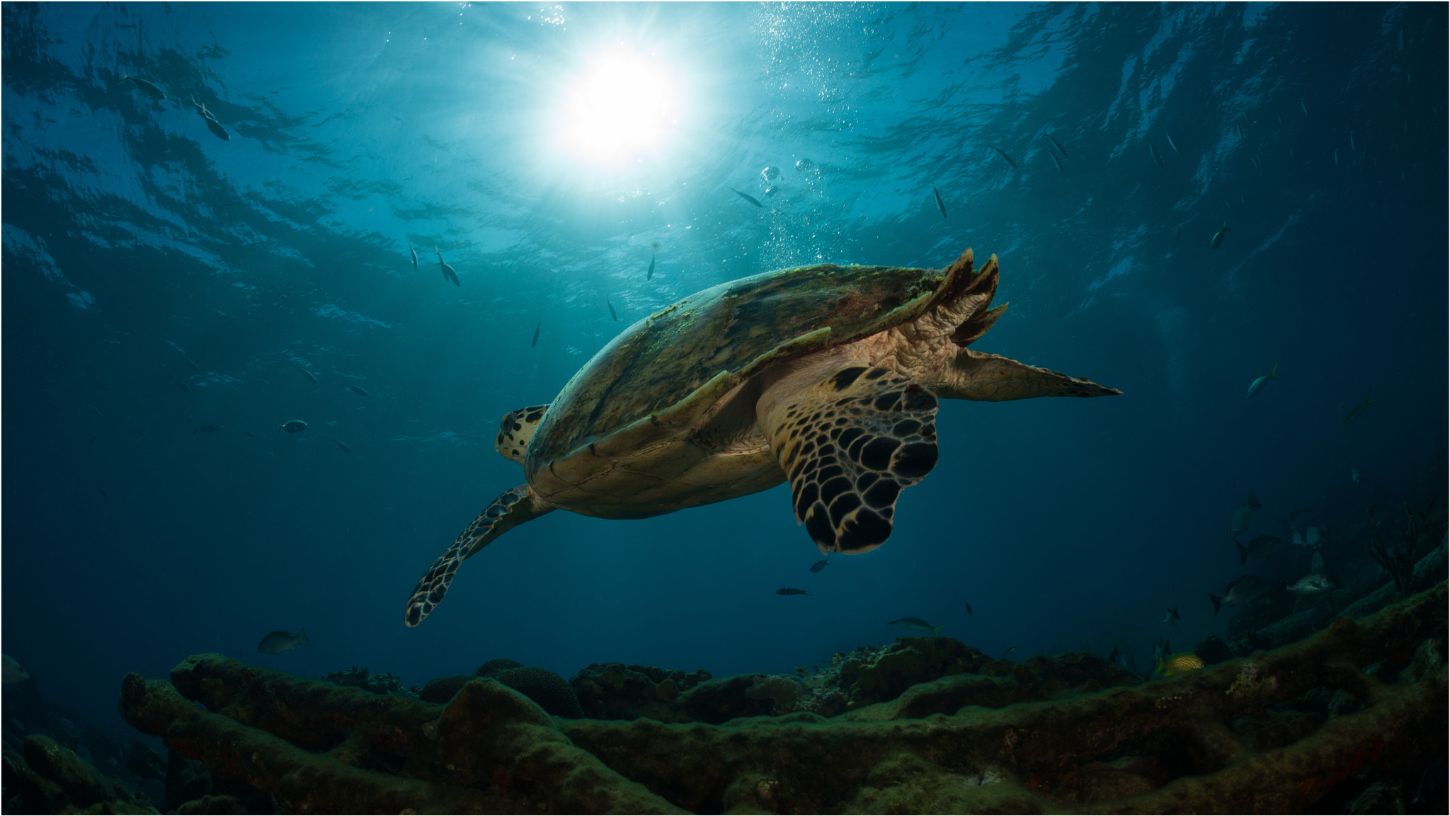 Nikon D800E + Nikon AF Fisheye-Nikkor 16mm F2.8D sample photo. Rising turtle photography