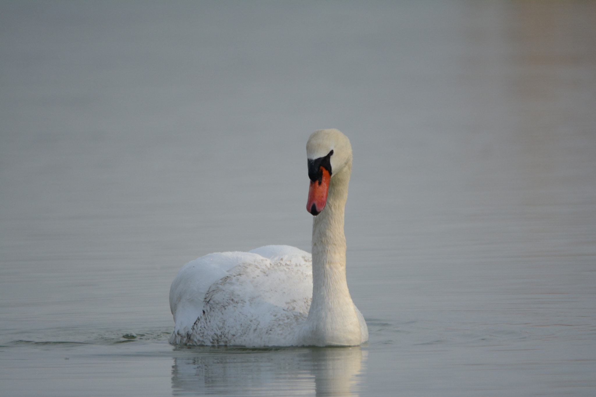 Sigma 150-500mm F5-6.3 DG OS HSM sample photo. Cygne tuberculé (cygnus olor) photography