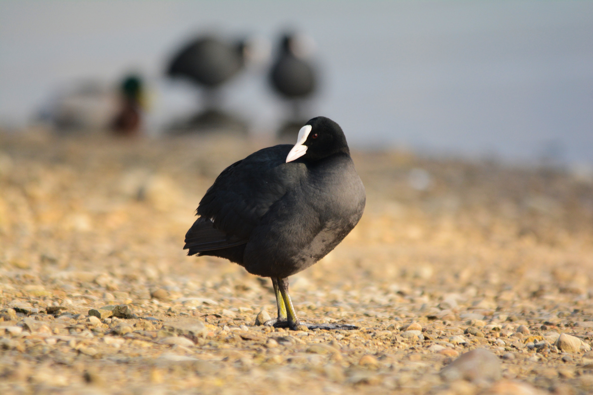 Sigma 150-500mm F5-6.3 DG OS HSM sample photo. Foulque macroule (fulica atra) photography