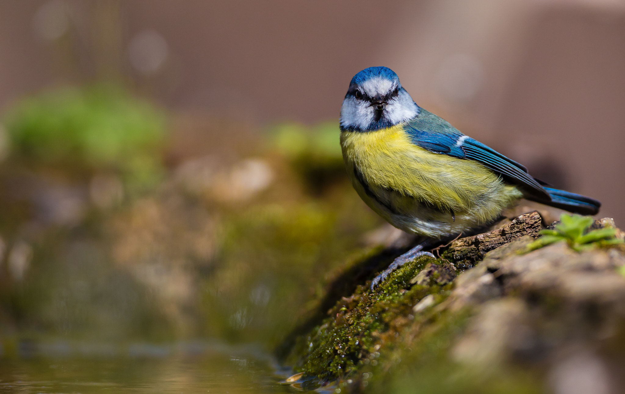 Canon EF 500mm F4L IS USM sample photo. Inno ai colori photography