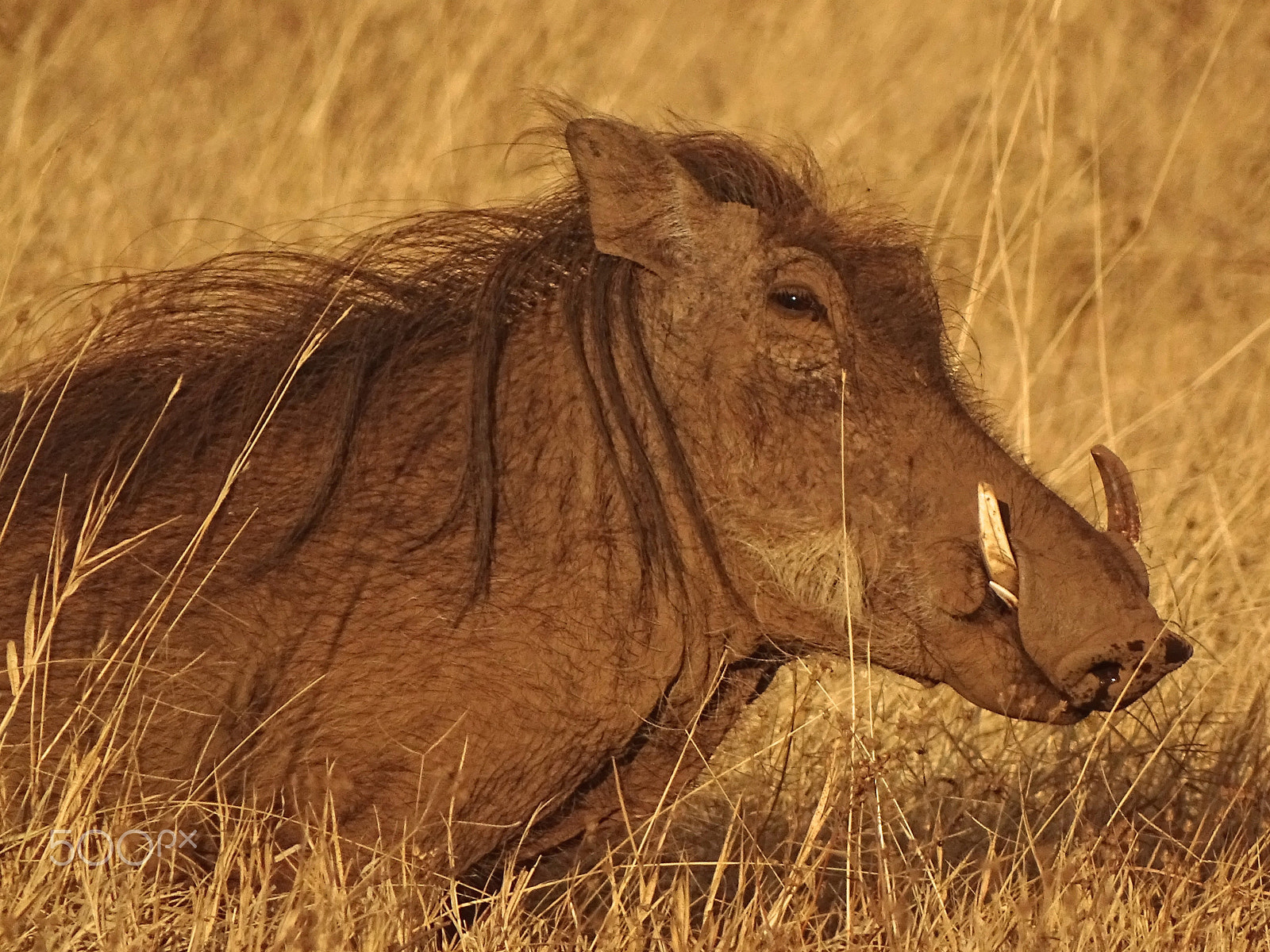 Sony 24-210mm F2.8-6.3 sample photo. Warthog, ngorongoro crater photography