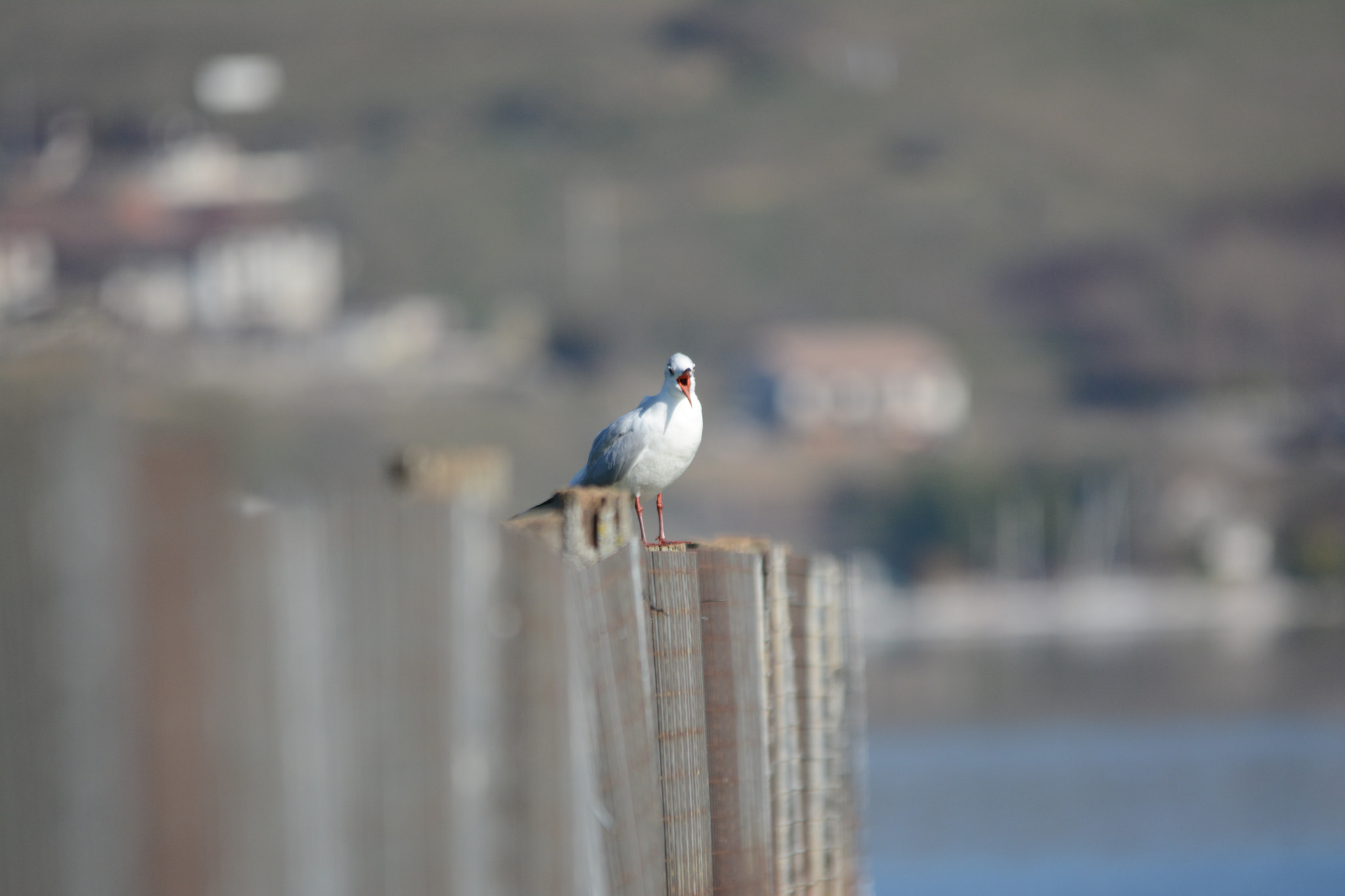 Sigma 150-500mm F5-6.3 DG OS HSM sample photo. Mouette rieuse (chroicocephalus ridibundus) photography