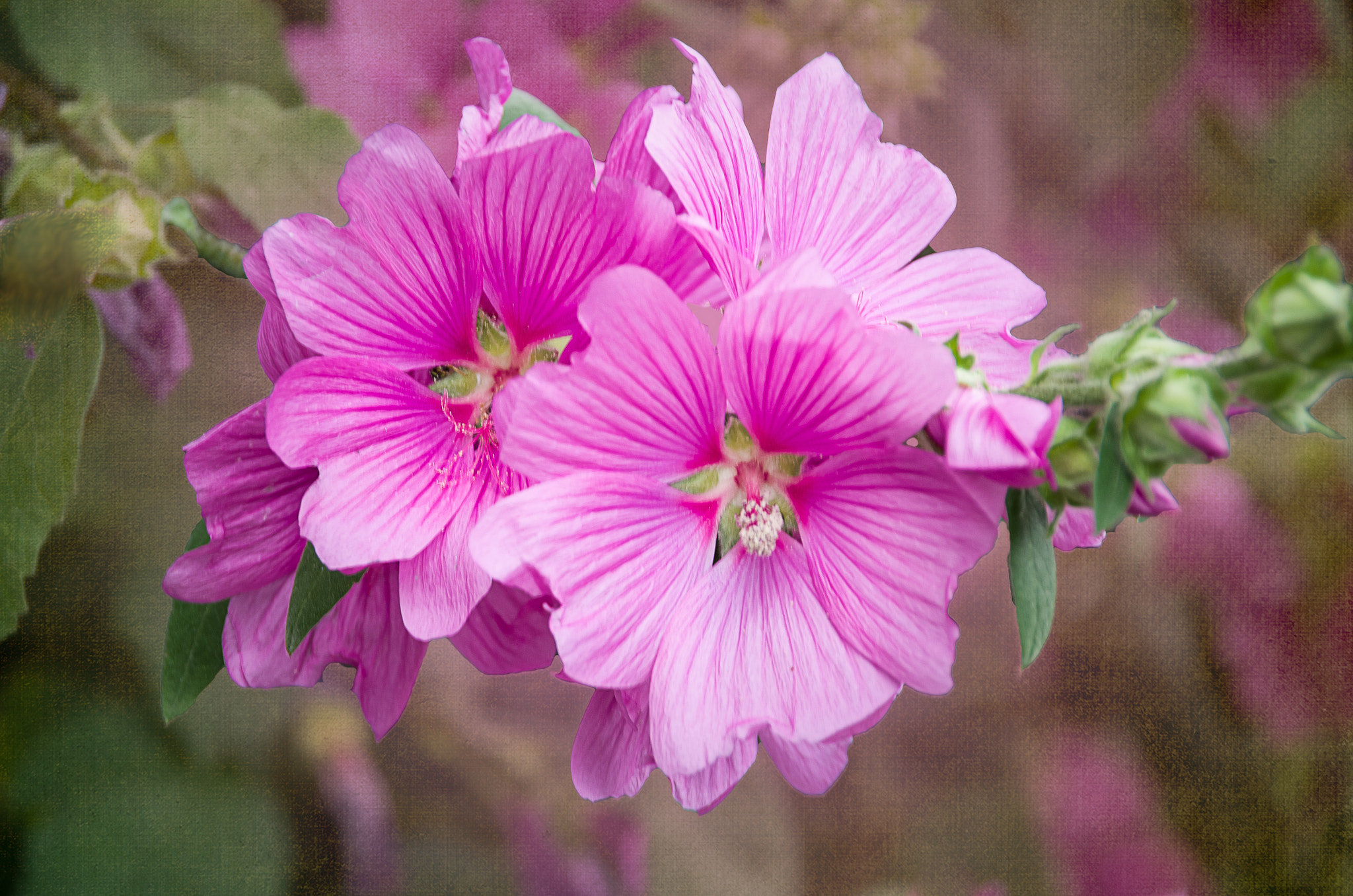Pentax K-5 sample photo. Pink photography