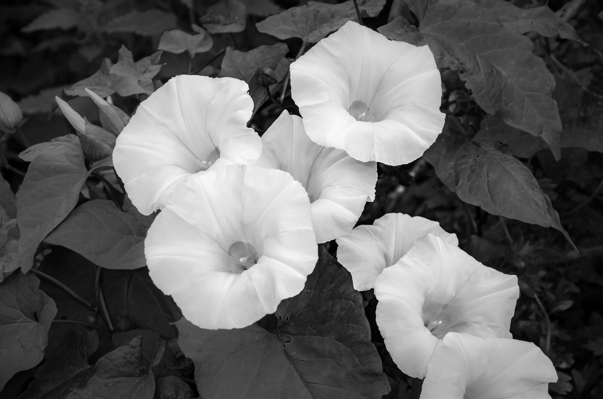 Pentax K-5 sample photo. Morning glory photography