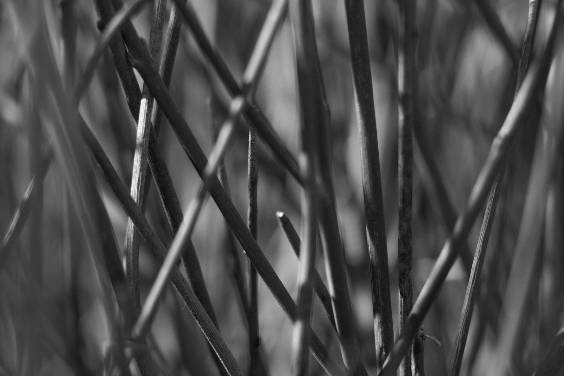 Canon EOS 760D (EOS Rebel T6s / EOS 8000D) sample photo