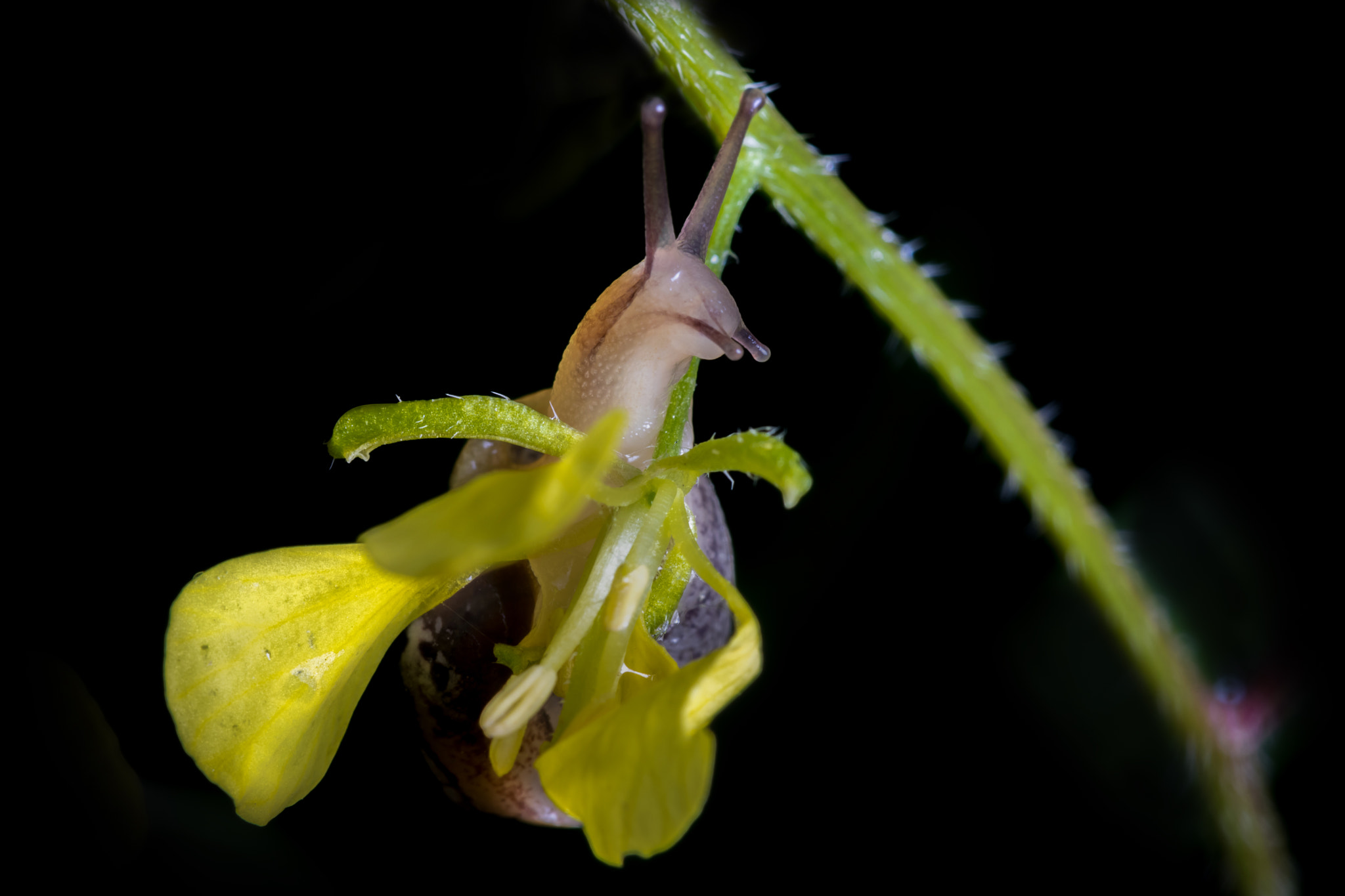 Canon EF 100mm F2.8 Macro USM sample photo. Small world photography