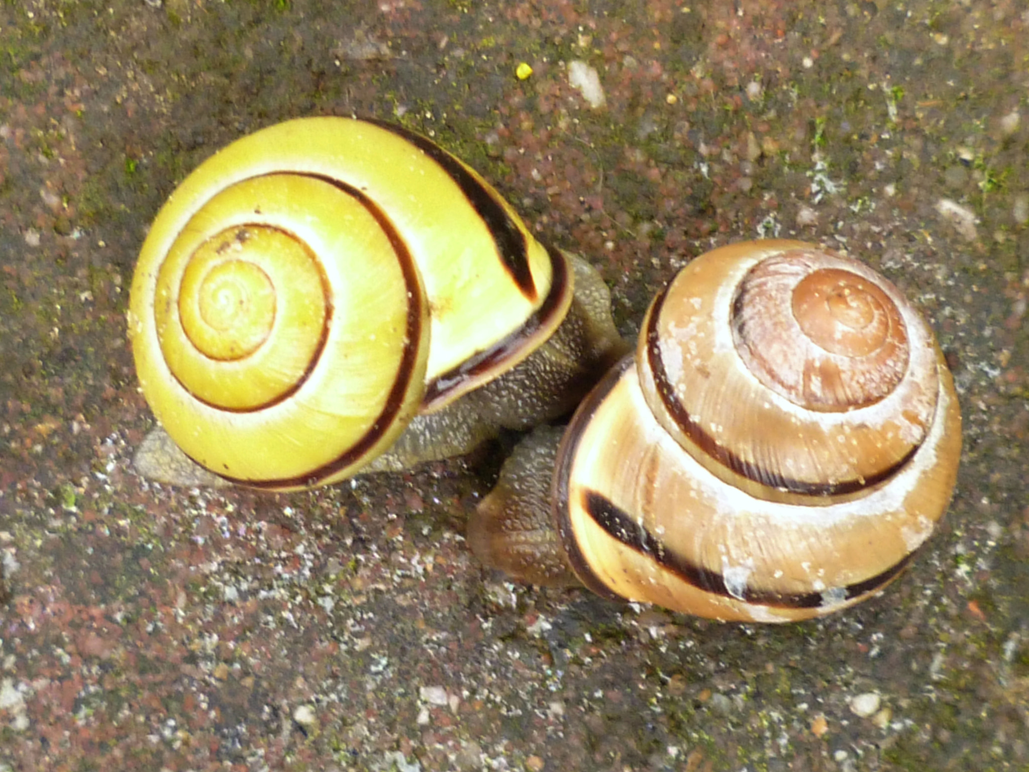 Panasonic DMC-FS10 sample photo. Colourful snails photography