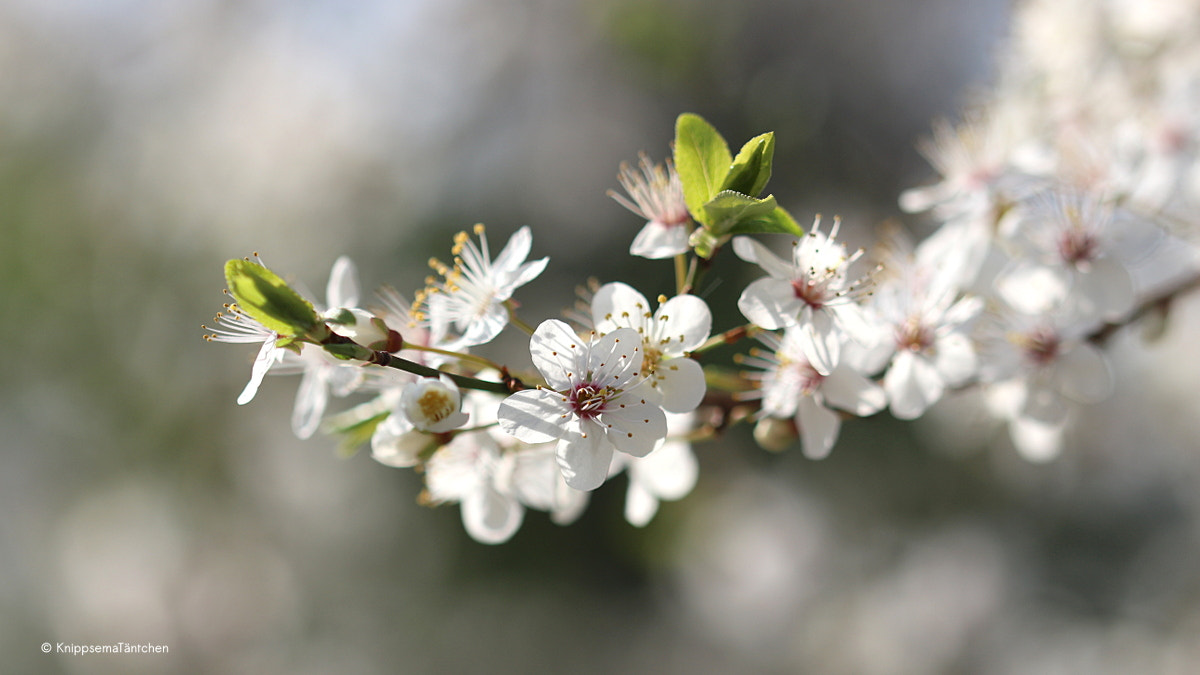 Sigma 105mm F2.8 EX DG OS HSM sample photo. ... springtime. photography