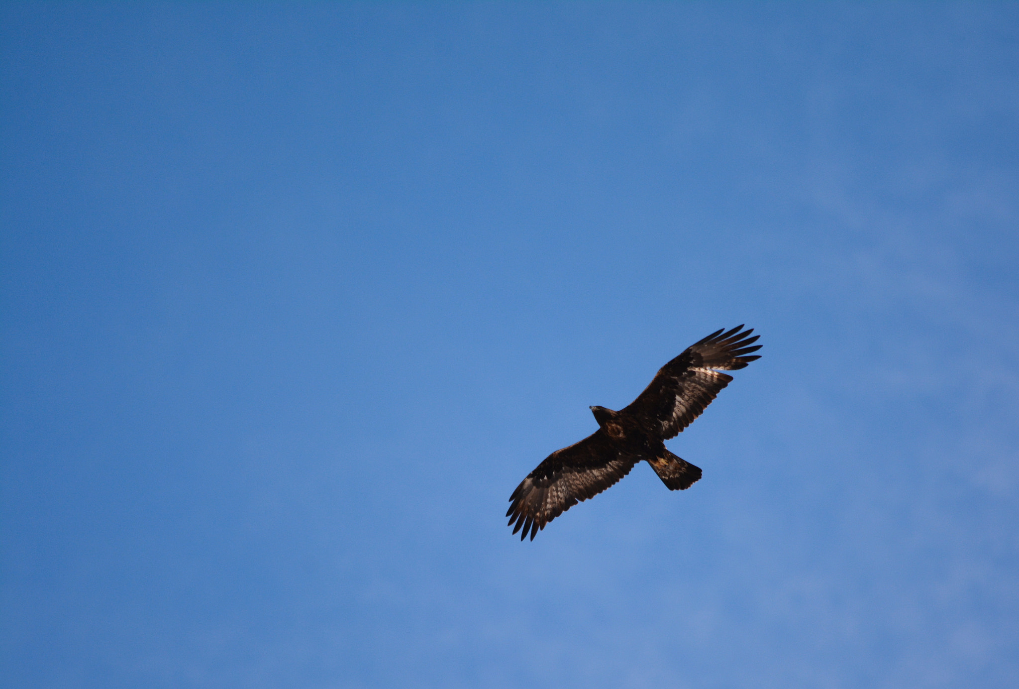 Sigma 150-500mm F5-6.3 DG OS HSM sample photo. Aigle royal (aquila chrysaetos) photography