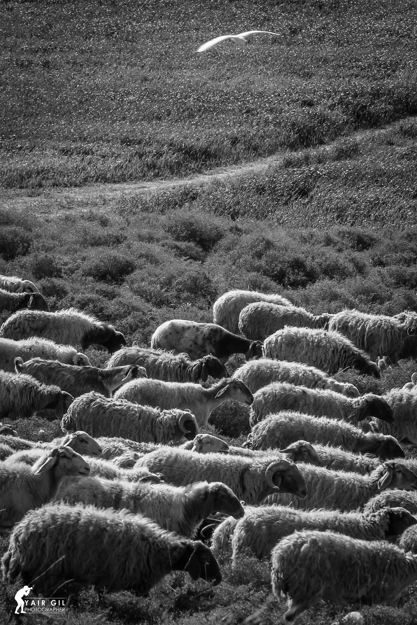 Tamron SP 35mm F1.8 Di VC USD sample photo. The shepherd photography