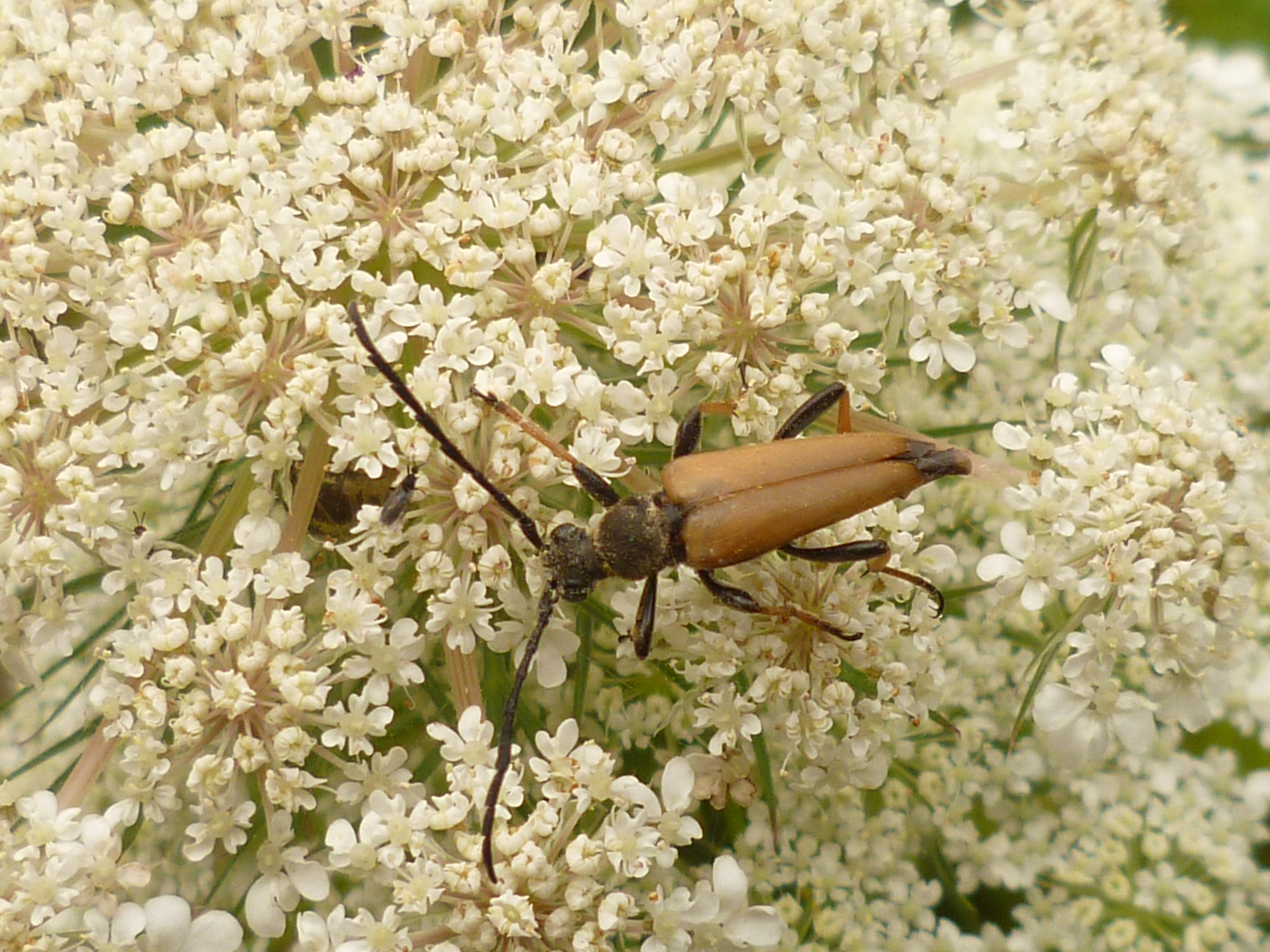 Panasonic DMC-FS10 sample photo. Boktor op bloesem (long-horned beetle) photography