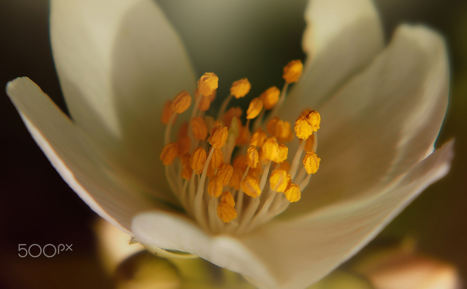 Sigma 60mm F2.8 DN Art sample photo. Seeds photography