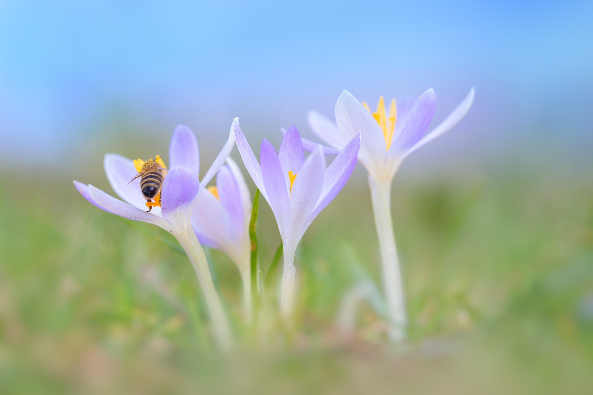 Sigma 150mm F2.8 EX DG OS Macro HSM sample photo. Die ersten krokusse photography