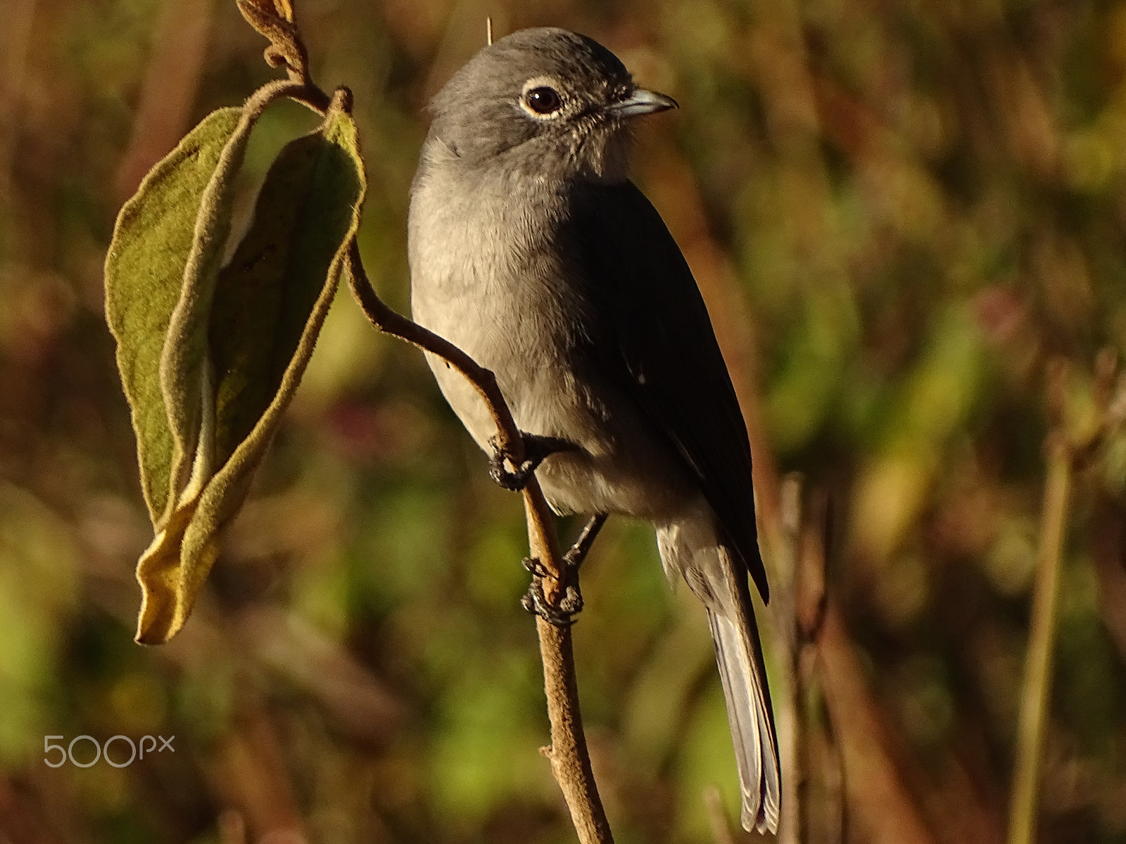 Sony 24-210mm F2.8-6.3 sample photo. White eyed flycatcher ngorongoro crater photography