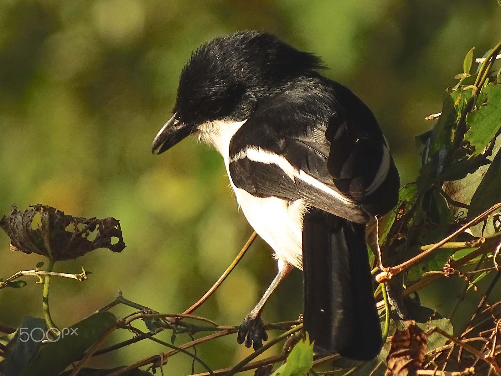 Sony 24-210mm F2.8-6.3 sample photo. Tropical boubou - ngorongoro crater photography