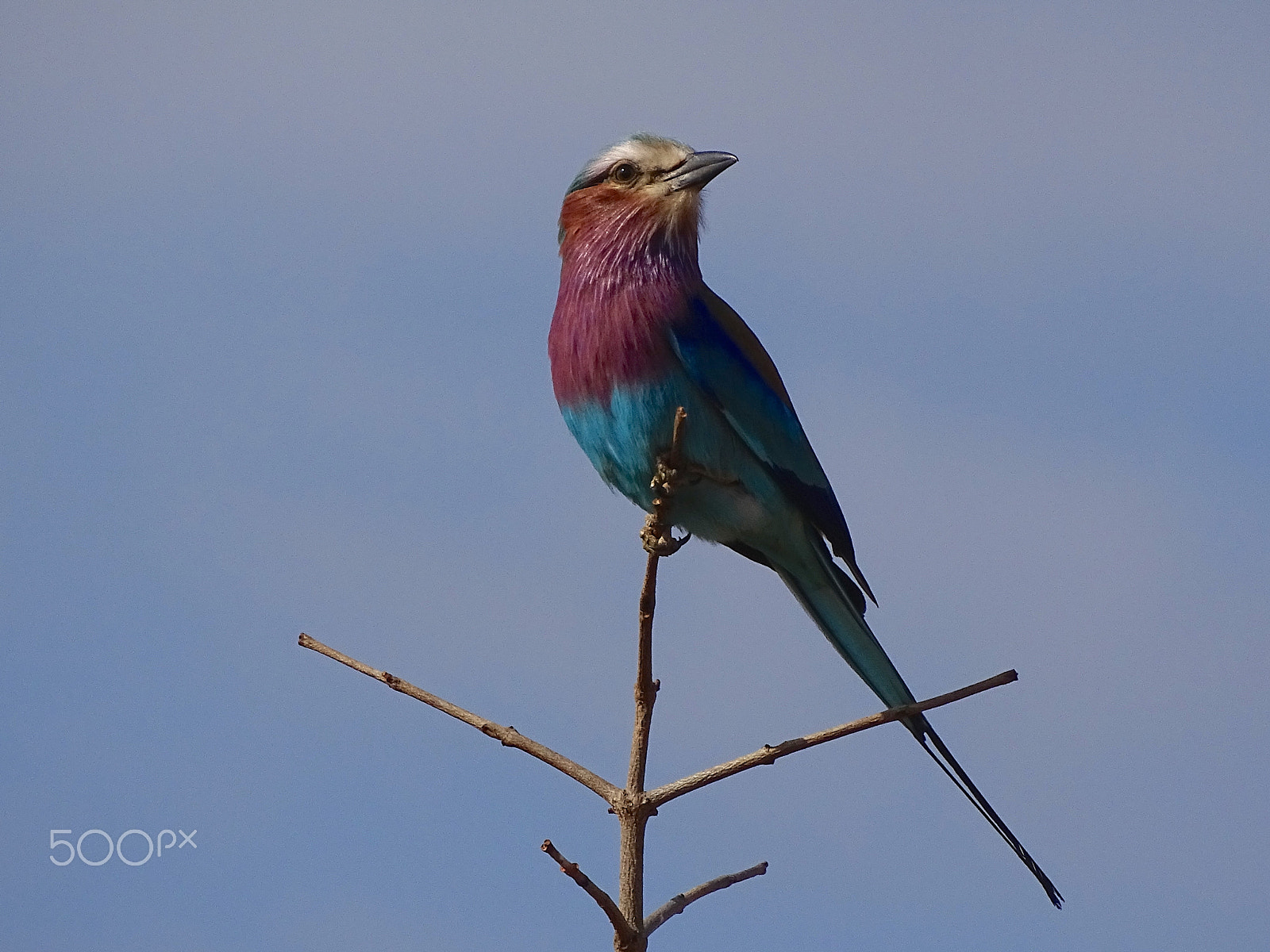 Sony 24-210mm F2.8-6.3 sample photo. Lilac breasted roller tarangire photography