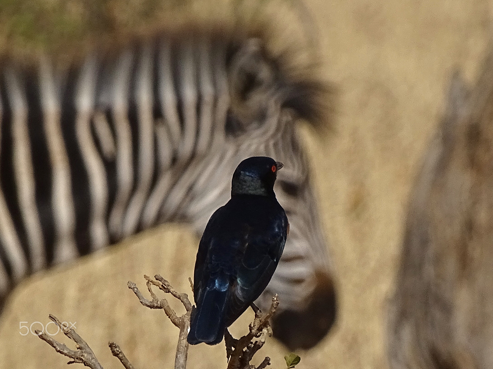 Sony 24-210mm F2.8-6.3 sample photo. Hildenbrandt's starling tarangire photography