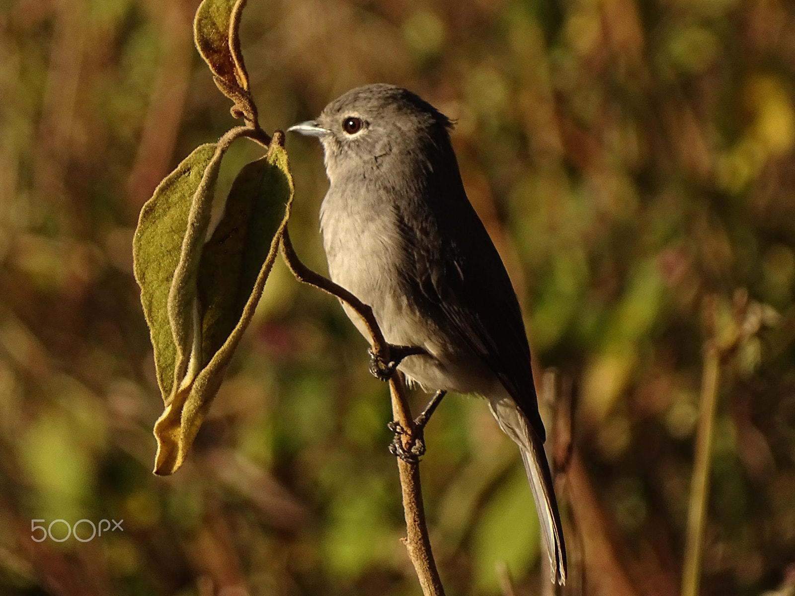 Sony 24-210mm F2.8-6.3 sample photo. White eyed flycatcher ngorongoro crater photography