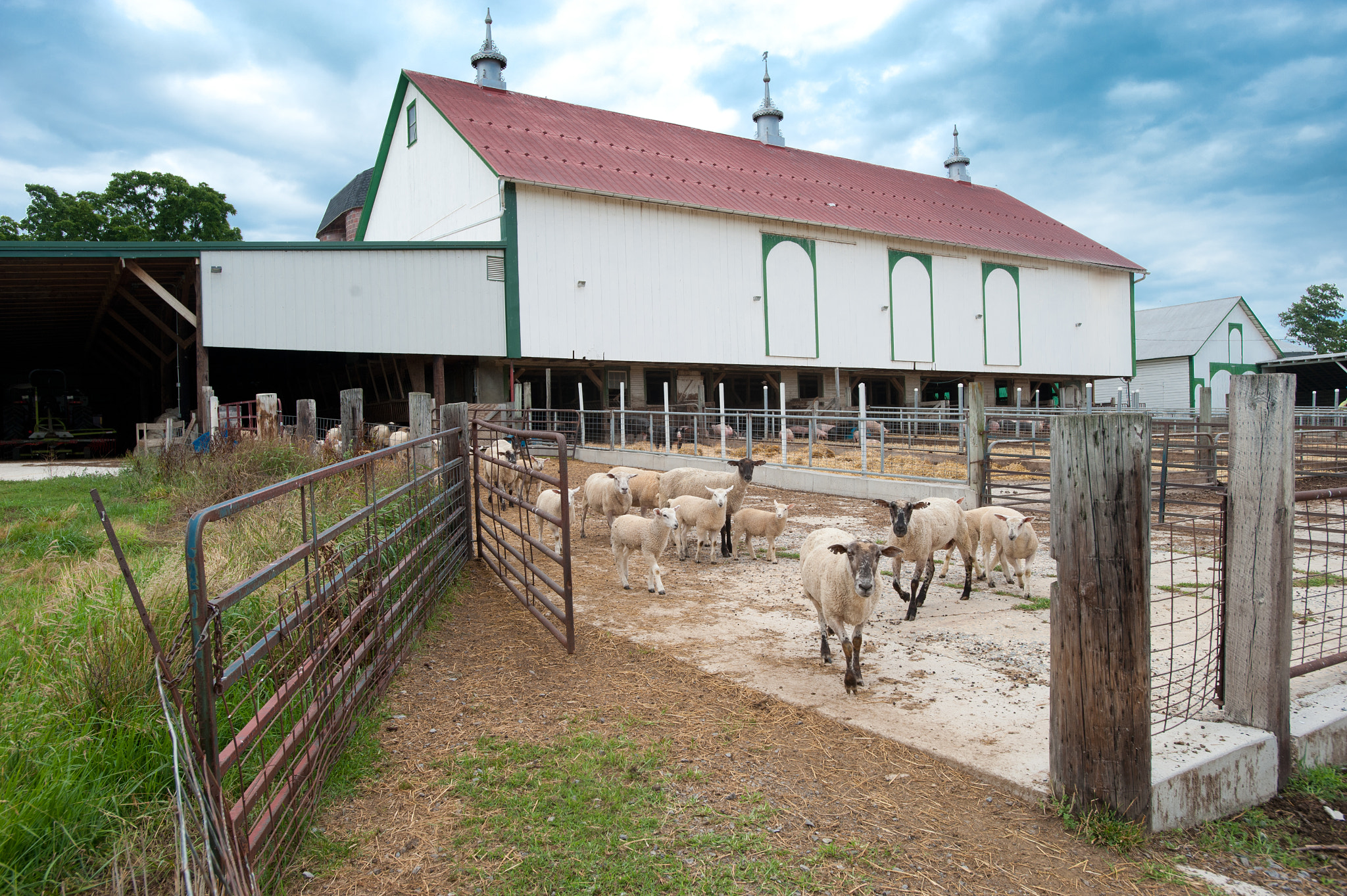 Nikon AF-S Nikkor 17-35mm F2.8D ED-IF sample photo. Sheep coming out of pen to graze on farm photography