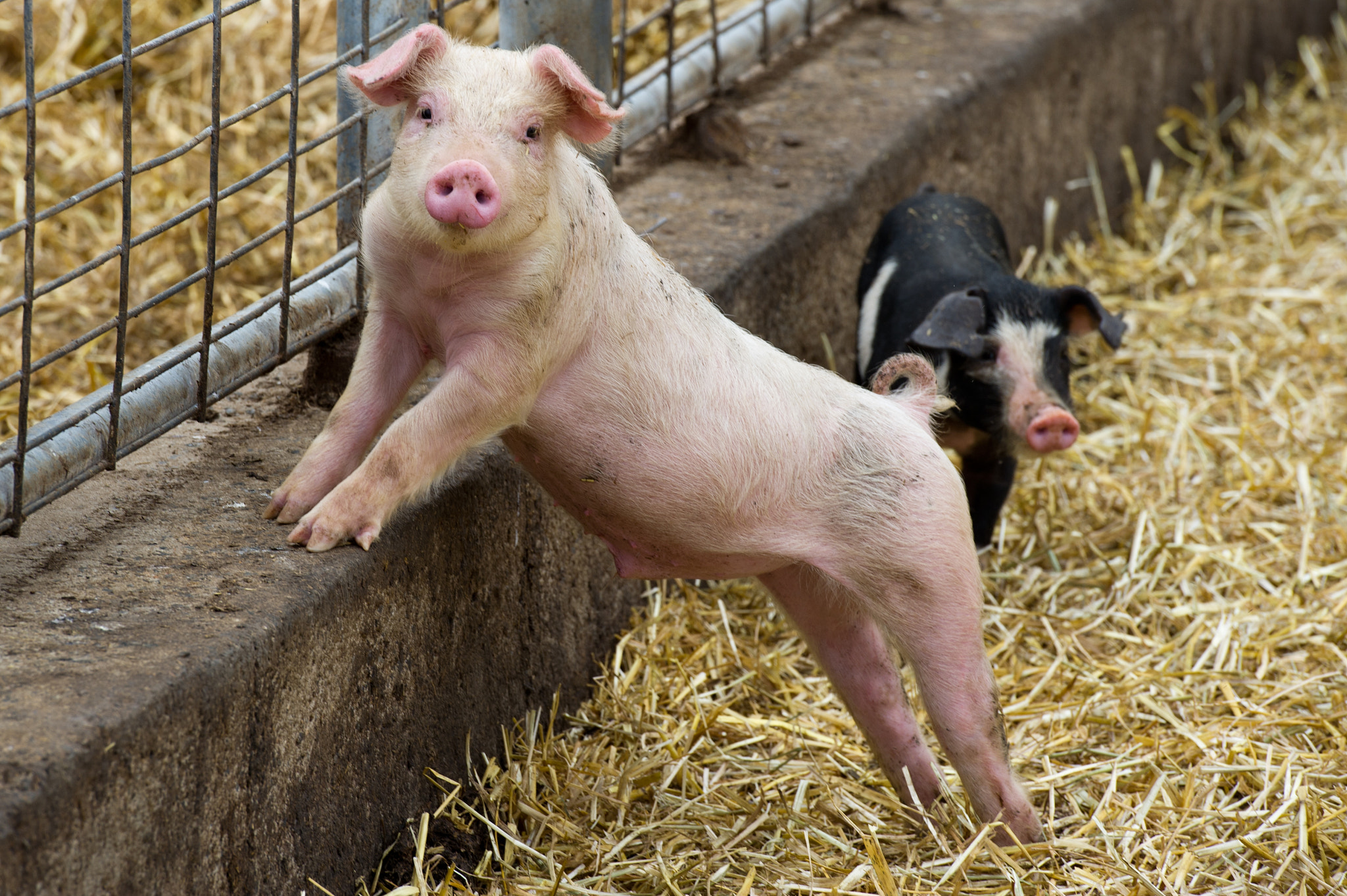 Nikon D3S sample photo. Pig leaning against edge of pen photography