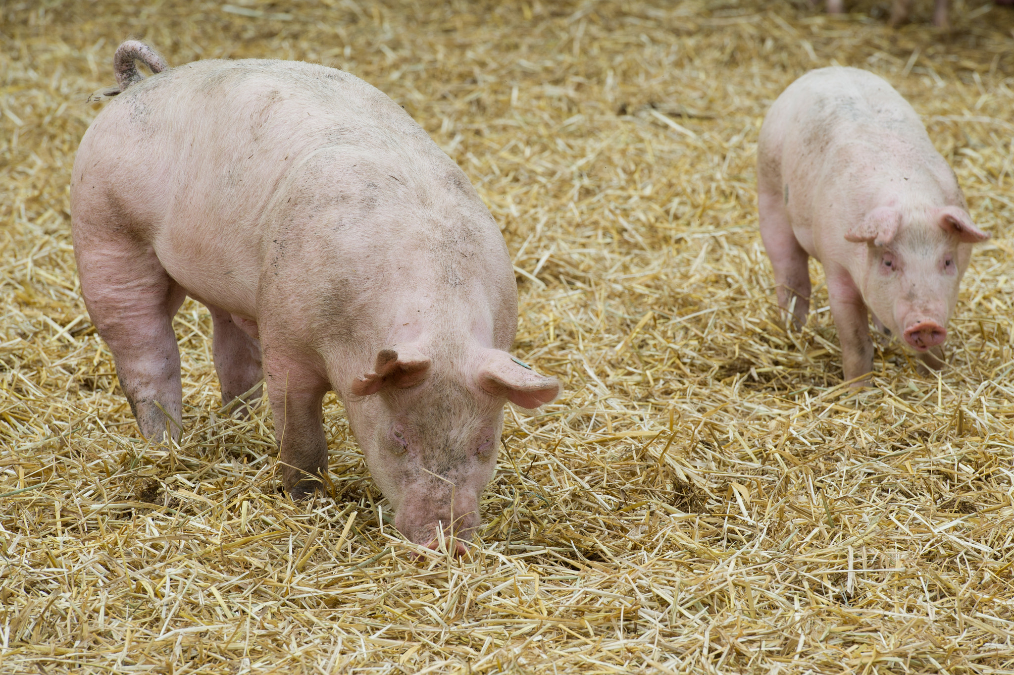 Nikon D3S sample photo. Pigs in pen photography