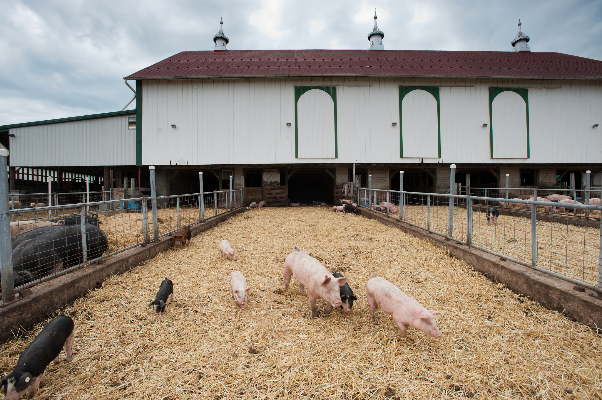 Nikon D700 + Nikon AF-S Nikkor 17-35mm F2.8D ED-IF sample photo. Pigs in pen of a barn photography