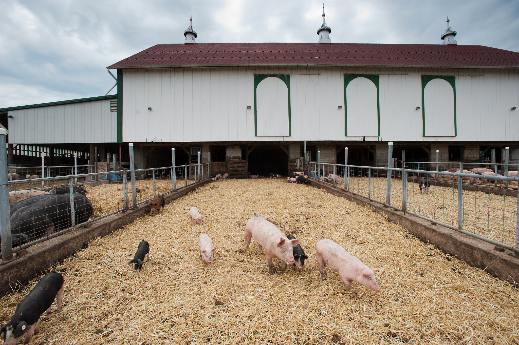 Nikon AF-S Nikkor 17-35mm F2.8D ED-IF sample photo. Pigs in pen of a barn photography