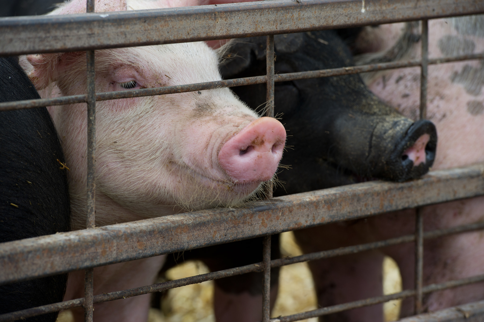Nikon D3S sample photo. Pigs sticking snouts outside of gate photography
