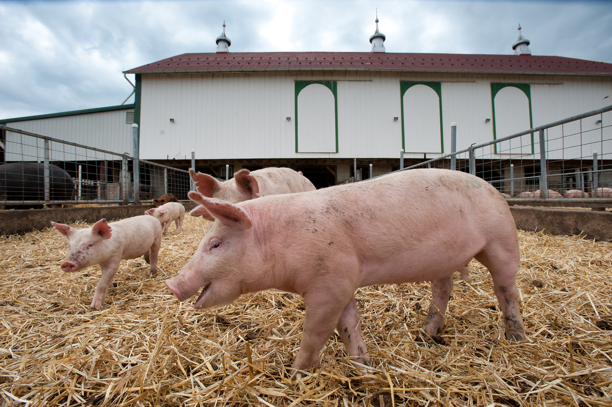 Nikon AF-S Nikkor 17-35mm F2.8D ED-IF sample photo. Pigs inside of pen photography