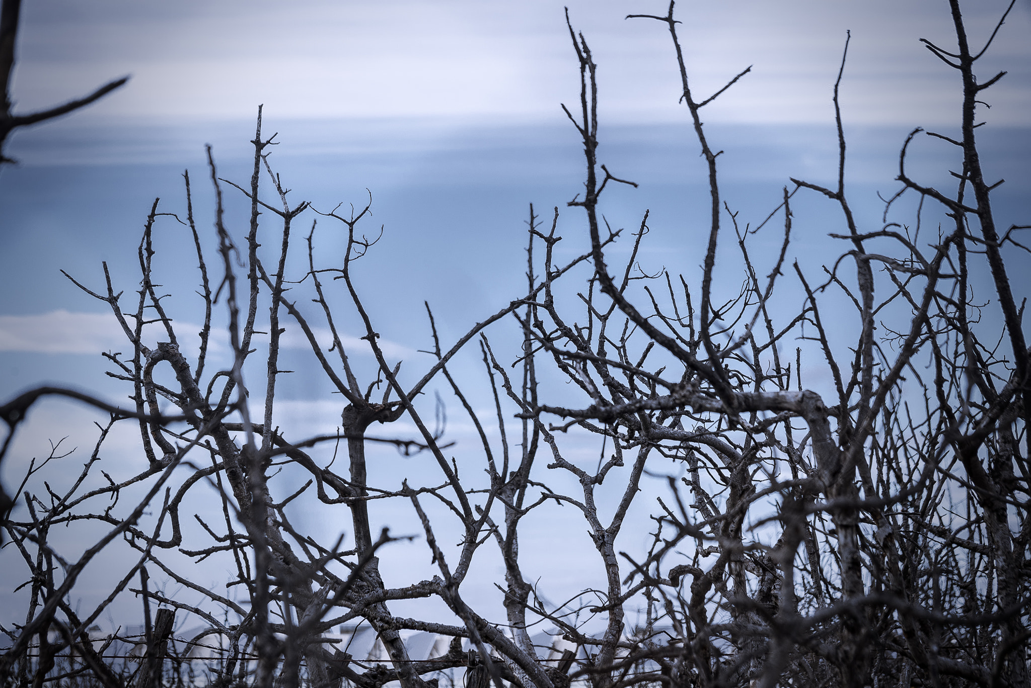 Tamron 18-270mm F3.5-6.3 Di II PZD sample photo. Las ramas del bosque photography
